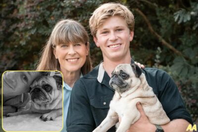 You Won’t Believe What’s Happening to Robert Irwin’s Adorable Pup Stella – The Update Will Break Your Heart!
